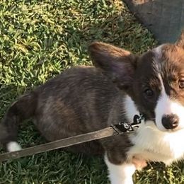 American Corgis and Pembroke Welsh Corgis from Brazos Corgis