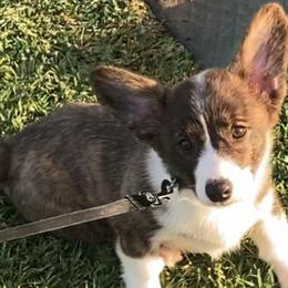 American Corgis and Pembroke Welsh Corgis from Brazos Corgis