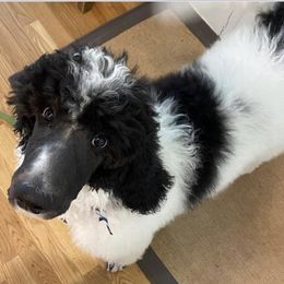 Poodle All Grown Up from Alexander’s Standard Poodles