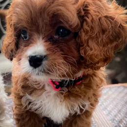 Puddle - Red female Cavapoo puppy in Maple Grove, Minnesota from Honey Bit Kennels