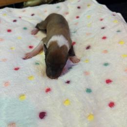 Justice - Sable and white male Collie puppy in Carencro, Louisiana from Cajun Bayou's Collies LLC