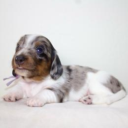 Girl 1 - Dapple female Dachshund puppy in Mapleton, Utah from Utah County Dachshunds