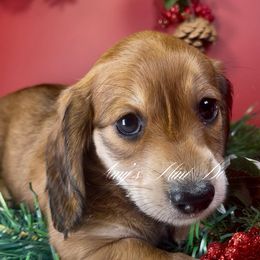 Samara - Red female Dachshund puppy in Jena, Louisiana from Amy’s Mini Doxies