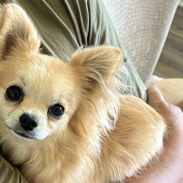 DiLusso’s Silky Plaid - Chihuahua puppy in Monroe, North Carolina from DiLusso Chihuahuas