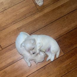 Maltipoo Puppies from Tosha Maltipoos