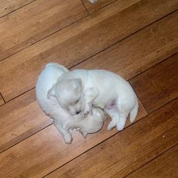 Maltipoo Puppies from Tosha Maltipoos