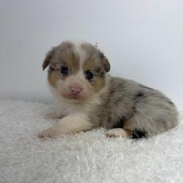 Yang - Blue female Pembroke Welsh Corgi puppy in Hillsville, Virginia from Bonderosa Kennels