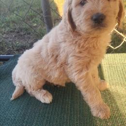 (Yellow Collar) - Cream female Companion Cross puppy in Richmond, Missouri from Natalie's Happy Fur Paw's