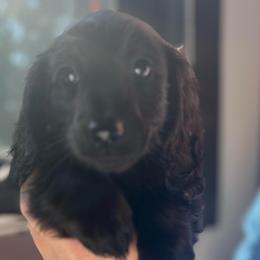 Girl 1 - Black female Dachshund puppy in Gouverneur, New York from Dack Dachshunds