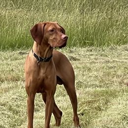Vizsla All Grown Up from Coast Range Vizslas