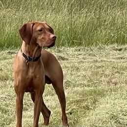 Vizsla All Grown Up from Coast Range Vizslas