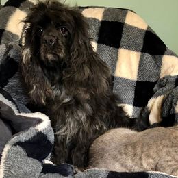 zuli - Cocker Spaniel