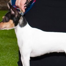 Toy Fox Terriers from SoCal Toy Fox Terriers