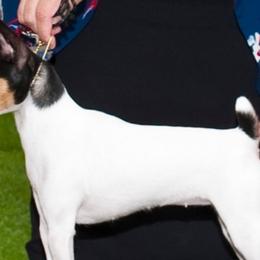 Toy Fox Terriers from SoCal Toy Fox Terriers
