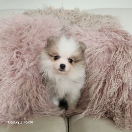 Reign - Blue Sable Parti Female - 3,000 dollars - Blue sable female Pomeranian puppy in Amelia, Ohio from Boujee Puff Poms