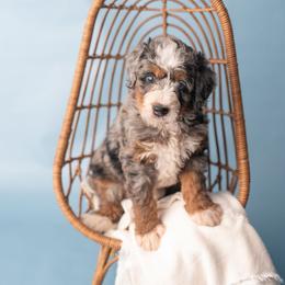 Agnes - Merle female Bernedoodle puppy in Lititz, Pennsylvania from Sleepy Hollow Acres