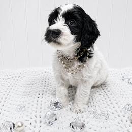 Josephine - Black and chalk female Australian Labradoodle puppy in Avon, Indiana from Forever Friends Labradoodles
