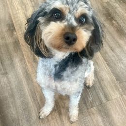 Aussiedoodle puppies from Kay Kay’s Poodles & Doodles