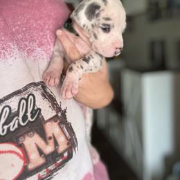 TwoTone - Blue and white male Great Dane puppy in Ash Grove, Missouri from Dashing Danes