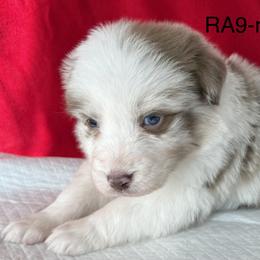 RA9 - Red merle female Australian Shepherd puppy in Ada, Ohio from Windy Hill Aussies