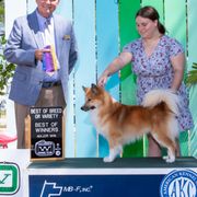 Stirnir - Icelandic Sheepdog