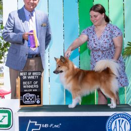 Stirnir - Icelandic Sheepdog