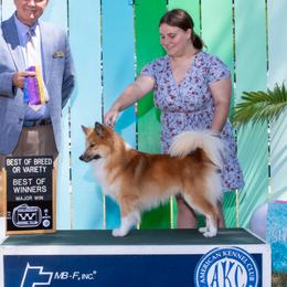 Stirnir - Icelandic Sheepdog