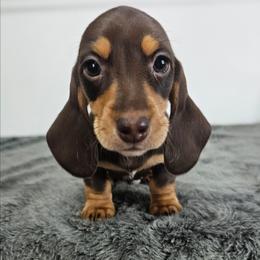 Chocolate and tan male 3208.56 - Chocolate and tan male Dachshund puppy in Belle Rive, Illinois from Akin's Miniature Dachshunds, LLC