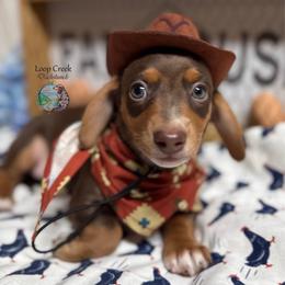 Bosco - Chocolate and tan male Dachshund puppy in Fayetteville, West Virginia from Loop Creek Dachshunds