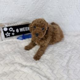Palm - Cafe au lait male Poodle puppy in Florida from Adorable Toy-Miniature Poodles