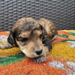 Lovey - Sable female Poodle puppy in Conway, Arkansas from Arkansas River Poodles