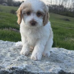 Chase - Red and white male Cockapoo puppy in Connersville, Indiana from MoonShine Babies