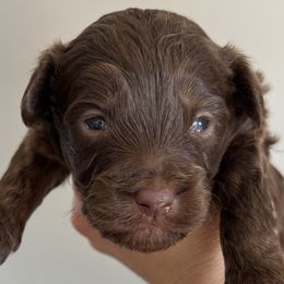 Boy 1 - Brown and white Aussiedoodle puppy in Sandy, Oregon from MC Doodles