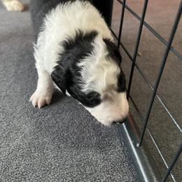 Border Collie Puppies from Roaring River Border Collies