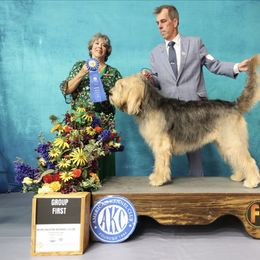 Otterhound All Grown Up from Con Cara Kennels