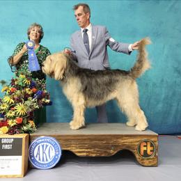 Otterhound All Grown Up from Con Cara Kennels