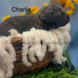 Charlie - Sable male Poodle puppy in Greenville, North Carolina from Grace Poodles
