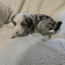 Australian Shepherd Puppies from Sharon's Australian Shepherds