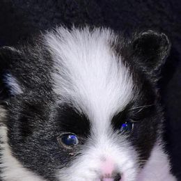 Pomeranians from Pomeranian Pride