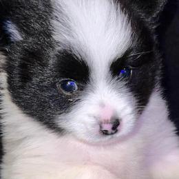 Pomeranians from Pomeranian Pride