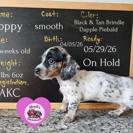 Poppy - Dapple female Dachshund puppy in Hoquiam, Washington from Heyd's Mini Dachshunds