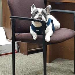 French Bulldog Puppies from Legends Frenchton's and French Bulldogs