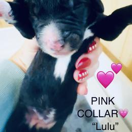 LULU - Black and white female Sheepadoodle puppy in Buffalo, Minnesota from Fur-ever Doodles