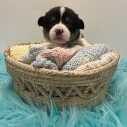 Boy 2 - male Pembroke Welsh Corgi puppy in Hanover, Pennsylvania from Happily Ever After Corgis