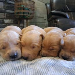 Cockapoo puppies from Robbin's Treasures