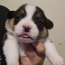Big boy - Black and tan male Pembroke Welsh Corgi puppy in Lilburn, Georgia from Wildflowercorgis