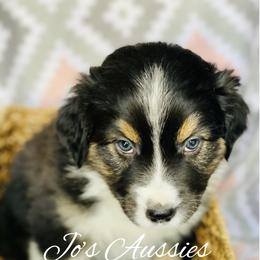Australian Shepherd Puppies from Jo’s Aussies