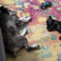 Miniature Schnauzer Puppies from Black Star Farm