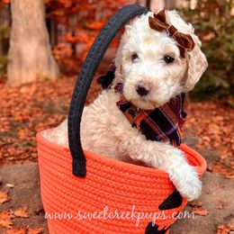 Buttercup - Fawn and white female Sheepadoodle puppy in Cambridge, Ohio from Sweet Creek Pups