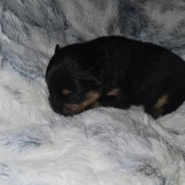 Tasmania - Black and tan male Pomeranian puppy in Angleton, Texas from Pomeranian Palace, LLC